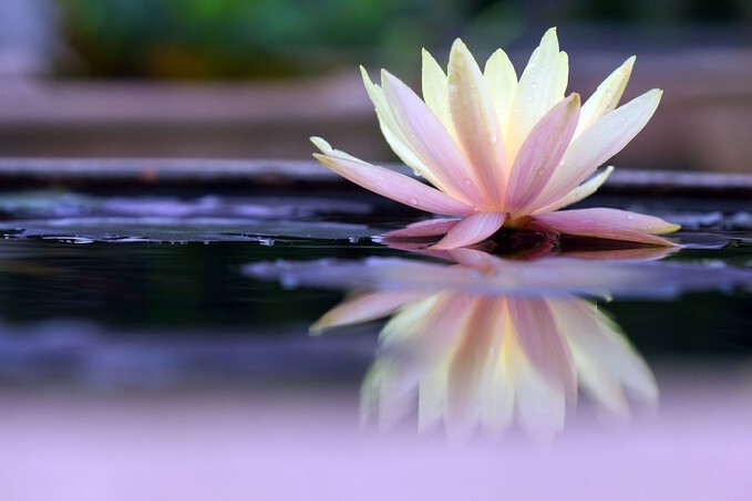 Lotus